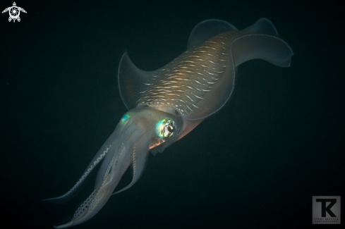 A Sepioteuthis lessoniana | Bigfin reef squid