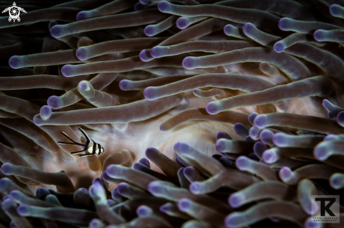 A Pterapogon kauderni | Banggai cardinalfish