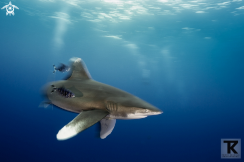 A Oceanic whitetip shark