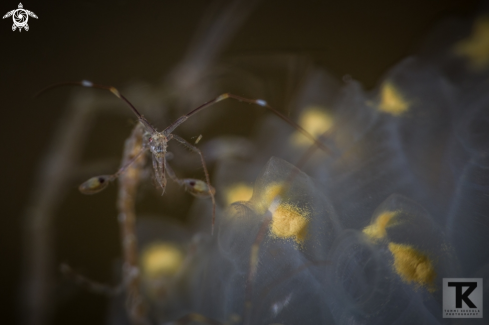 A Skeleton shrimp