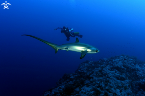 A Alopias pelagicus | Thresher shark