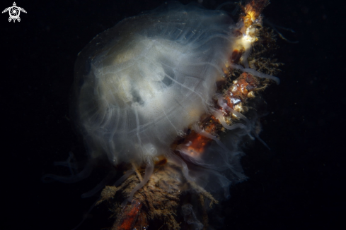 A Aurelia aurita | Moon Jelly