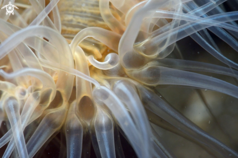 A small snakelocks anemone