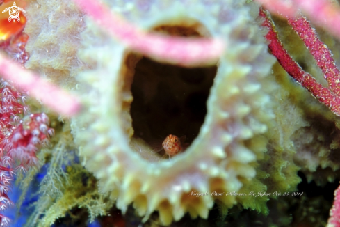 A Small Blenny in Sponge 