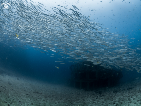 A Chevron Barracuda