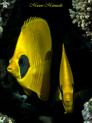 A Butterfly fish