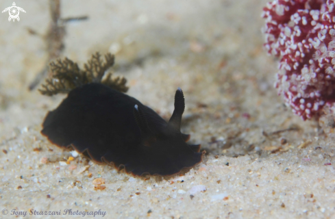 A Black Dendrodoris