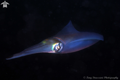 A Southern Calamari Squid