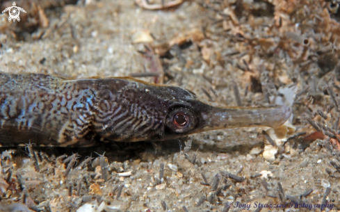 A Tiger pipefish