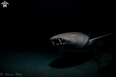 A Nurse Shark