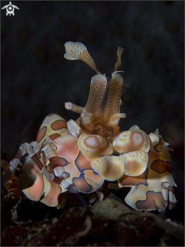 A Hymenocera picta | harlequin shrimp