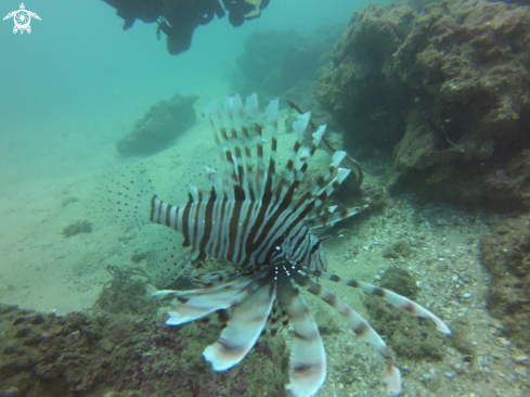 A Pterois volitans | Lionfish