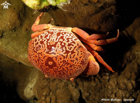A Carpilius convexus | Red coral crab