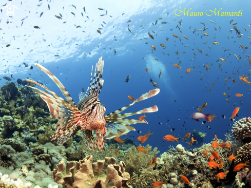 A Lionfish