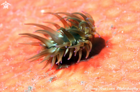 A Anemone on a sponge