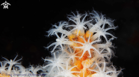 A Snowflake coral