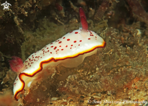 A Daphne's Goniobranchus