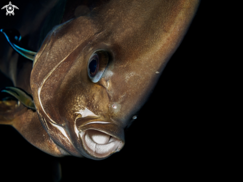 A Longfin Batfish