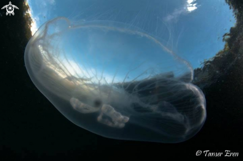 A Aurelia aurita | Jellyfish
