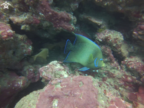 A Semicirrcle angelfish