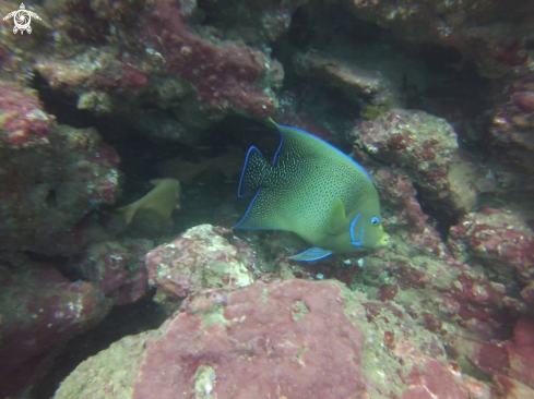 A Pomacanthus semicirculatus | Semicirrcle angelfish