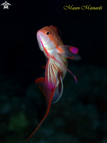 A Anthias male