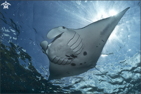 A manta birostris | Manta Ray