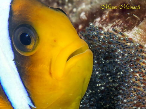 A Clownfish and babies