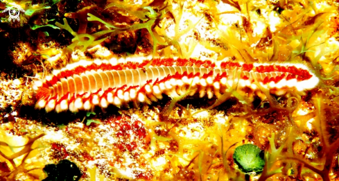 A Orange Fireworm (Eurythoe complanata) 