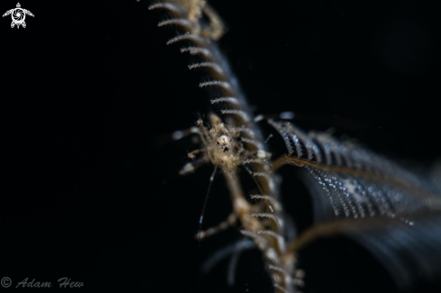 A Skeleton shrimp