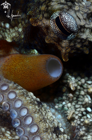 A Octopus vulgaris | Polpo