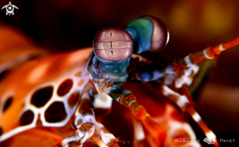 A squille multicolore - Peacock mantis shrimp