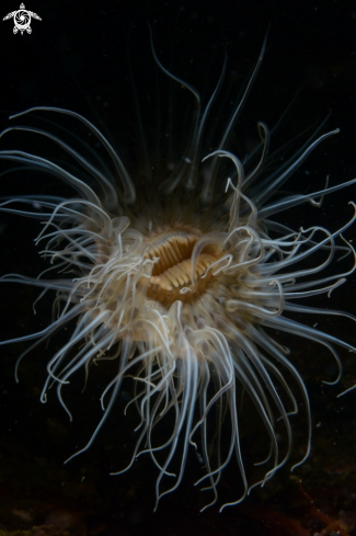 A small snakelocks anemone