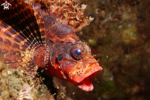 A Scorpion Fish