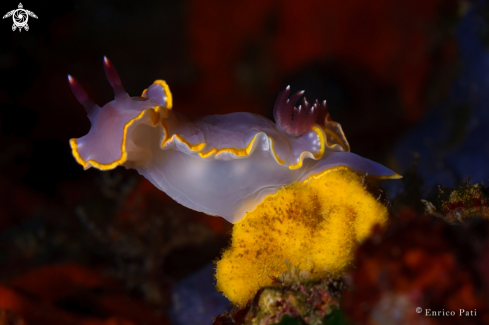 A Felimida purpurea | Nudibranco