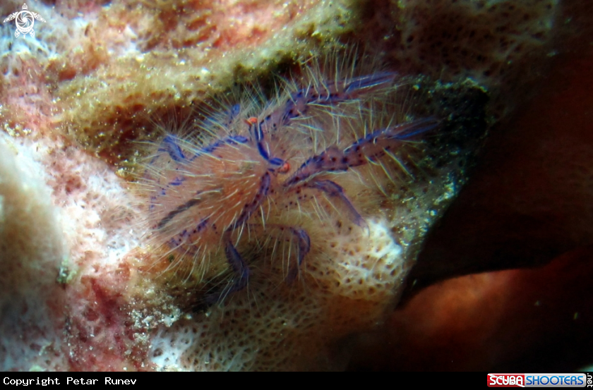 A Hairly Squat Lobster