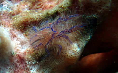 A Hairly Squat Lobster