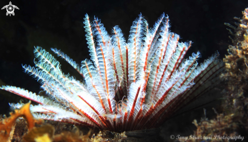 A Featherduster worm