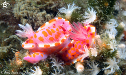 A Sweet Ceratosoma