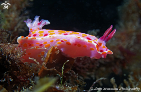 A Sweet Ceratosoma