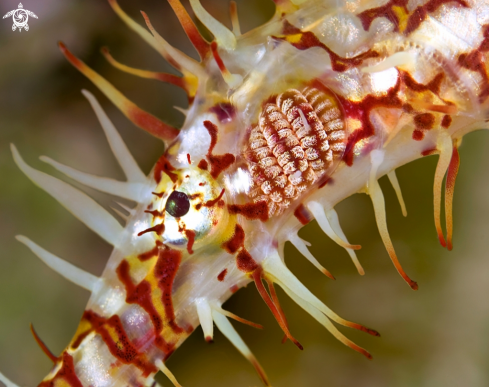 A underwater creature