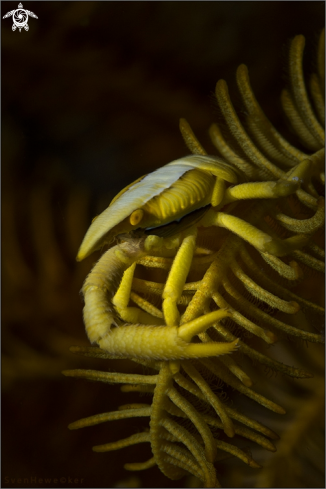 A Allogalathea elegans | crinoid squad lobster