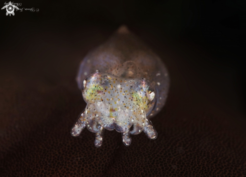 A Pygmy squid