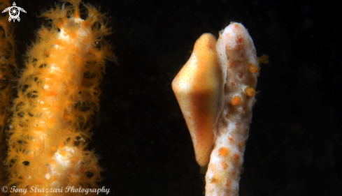 A Draper's Egg Cowry