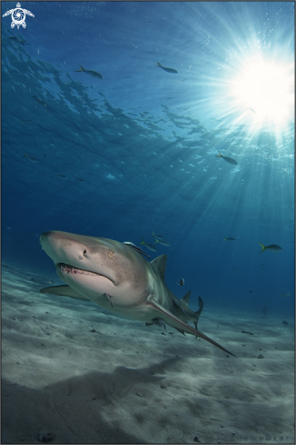 A lemon shark