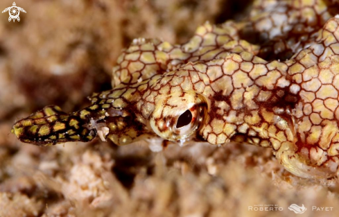 A Eurypegasus draconis  | petit poisson pégase - pegasus sea moth -short dragonfish