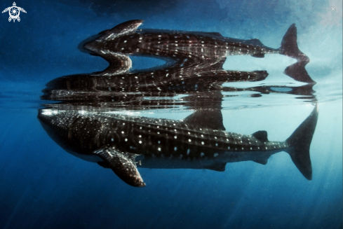 A Rynchodon typus | Whale shark