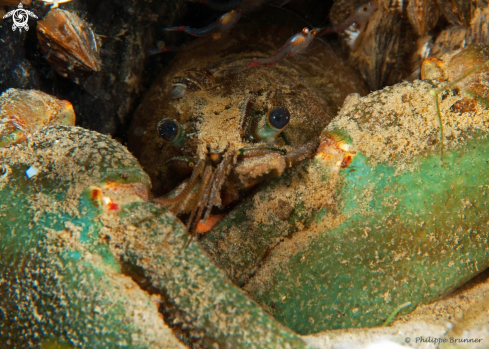 A crayfish and blood red shrimp