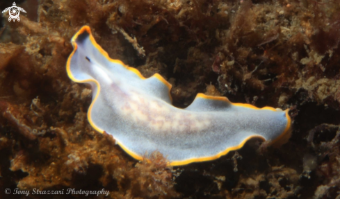 A Blue flatworm