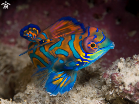 A Mandarin fish